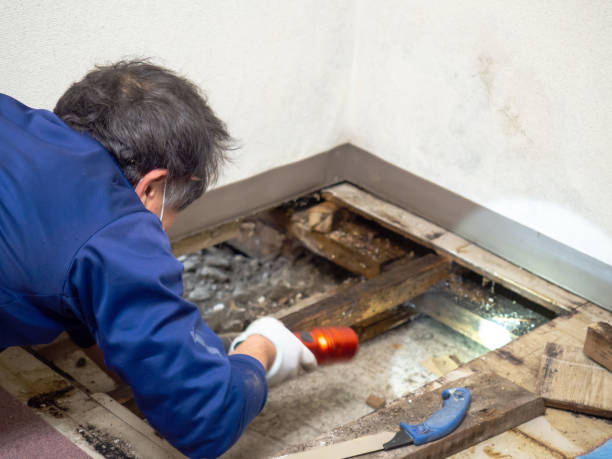 Best Black Mold Remediation in Campbellsport, WI