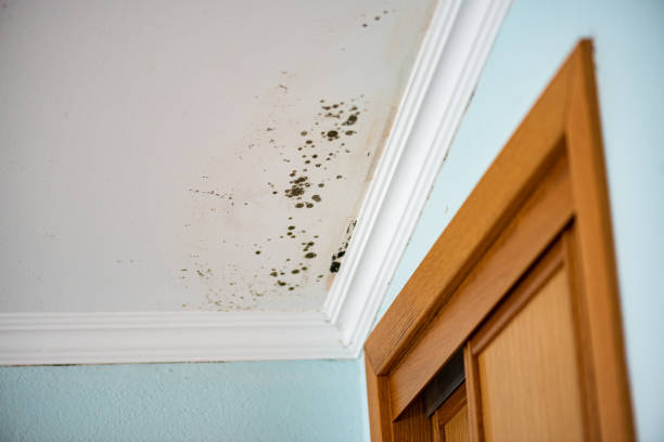 Best Basement Mold Remediation in Campbellsport, WI