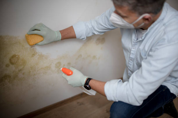 Best Insurance-Related Mold Remediation in Campbellsport, WI