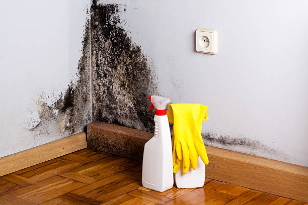 Best DIY Mold Remediation Support Services in Campbellsport, WI