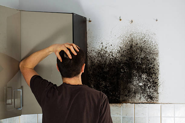 Best Localized Mold Remediation (e.g., coastal areas, humid climates) in Campbellsport, WI