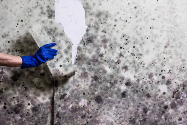 Best Post-Remediation Services in Campbellsport, WI