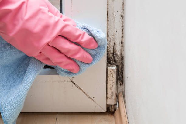 Best Health and Safety Mold Remediation in Campbellsport, WI