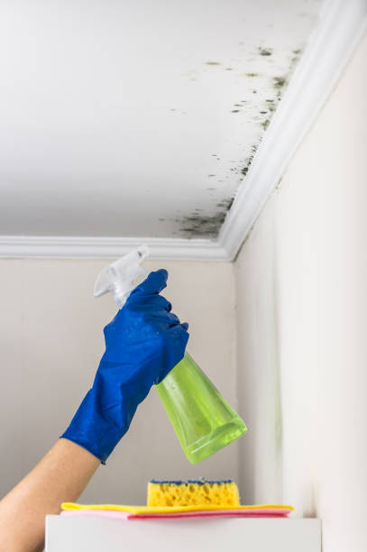 Best Commercial Mold Remediation in Campbellsport, WI