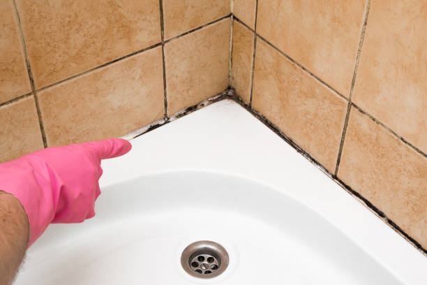 Best Attic Mold Remediation in Campbellsport, WI