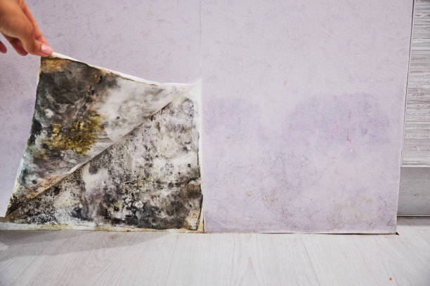 Best Emergency Mold Remediation in Campbellsport, WI
